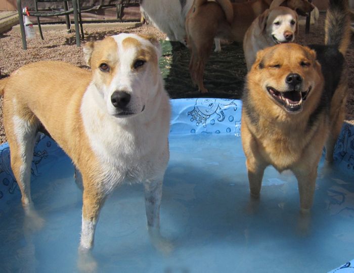 dogs enjoying the pool at the dog spot and the cat pad
