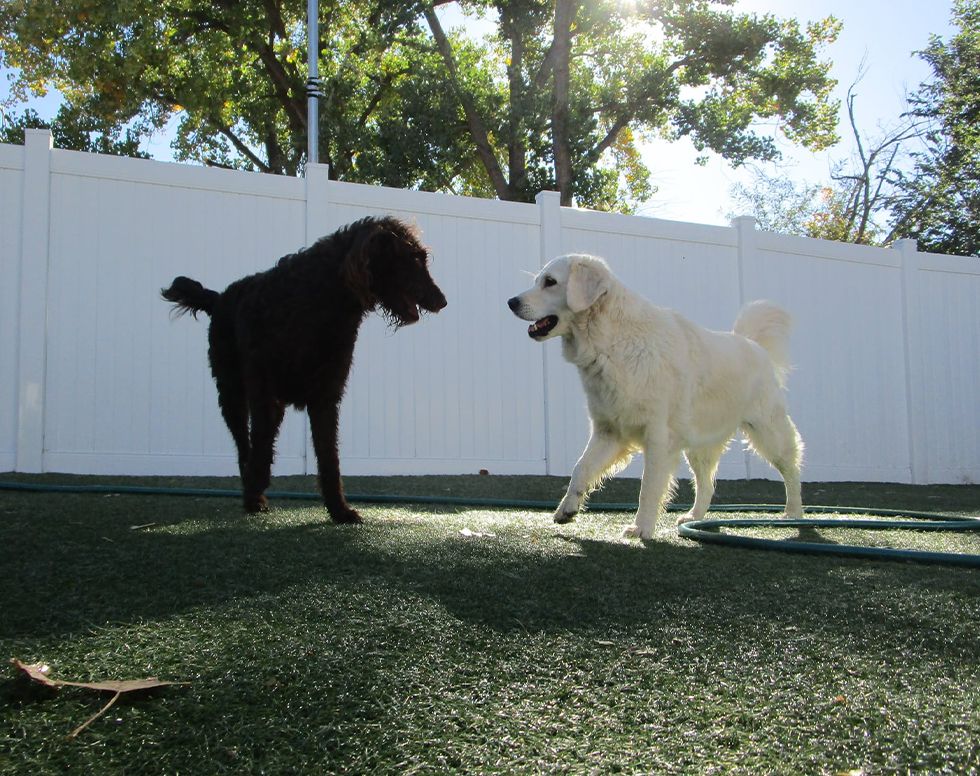 dogs playing at the dog spot and the cat pad playground