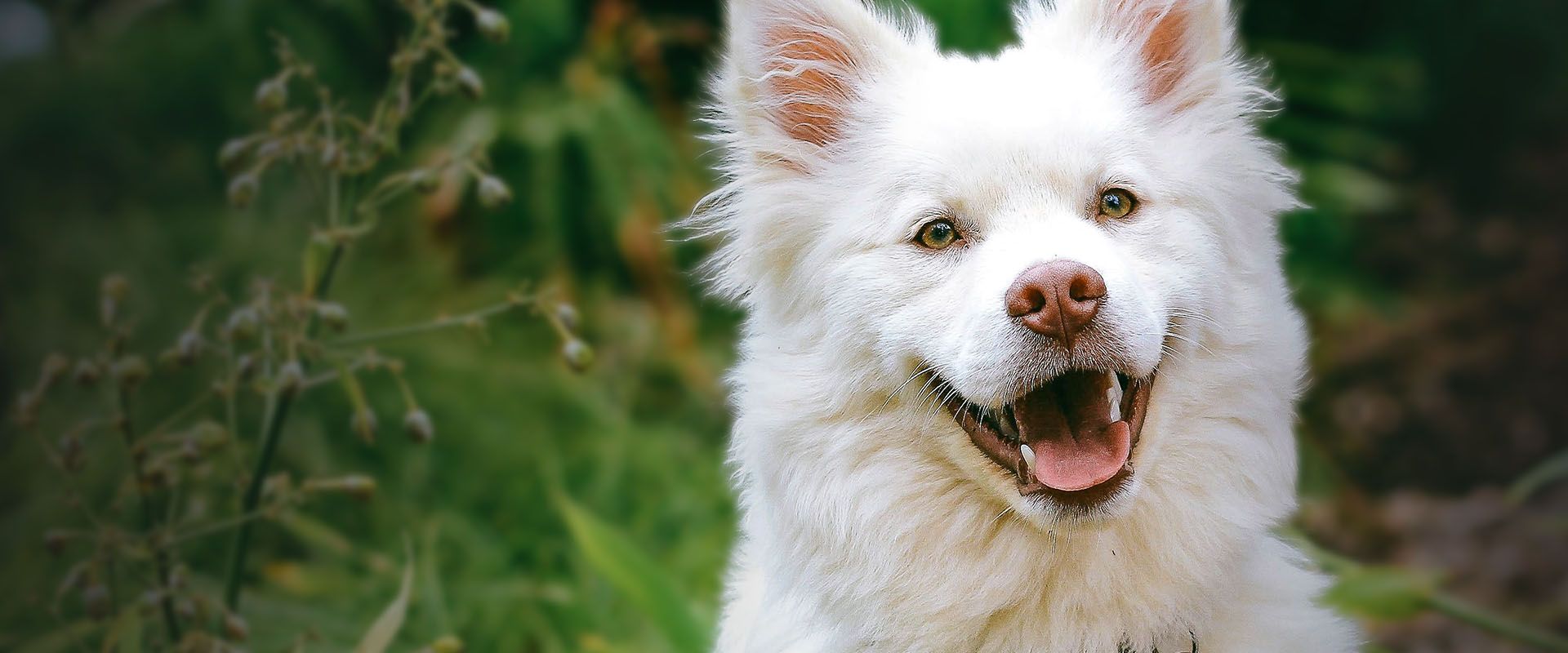 happy white dog smiling in the forest